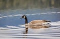 Canadian Goose. Portrait of a canadian goose branta goose on a lake Royalty Free Stock Photo