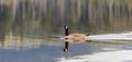 Canadian Goose. Portrait of a canadian goose branta goose on a lake Royalty Free Stock Photo