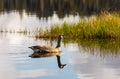 Canadian Goose. Portrait of a canadian goose branta goose on a lake Royalty Free Stock Photo