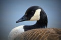Canadian Goose Portrait Royalty Free Stock Photo
