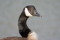 Canadian Goose Portrait with vivid eyes side profile shoulders