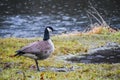 Canadian Goose in the Rain near a Puddle by Lake Royalty Free Stock Photo