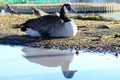 Canadian goose reflection Poole Park Royalty Free Stock Photo
