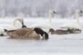 Canadian goose searching for food Royalty Free Stock Photo