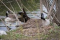 A Canadian goose sits on her nest.