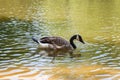 Canadian goose in a small lake Royalty Free Stock Photo