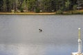 A Canadian goose spreading its wings in the middle of vast rippling lake water surrounded by lush green trees