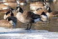 Canadian Goose standing on a frozen lake Royalty Free Stock Photo