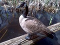 Canadian Goose