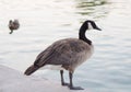 Canadian goose standing next to water Royalty Free Stock Photo