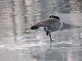 Canadian goose standing on one leg on icy lake Royalty Free Stock Photo
