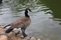 Canadian goose standing on the water's edge