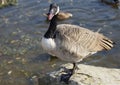 Canadian Goose Royalty Free Stock Photo