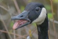 Canadian Goose Sticking out Tongue Royalty Free Stock Photo