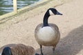 A Canadian goose a river bank.