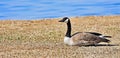 Canadian Goose sunning itself next to Lake Hefner in Oklahoma City, OK