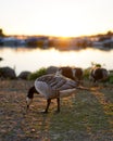 Canadian Goose at Sunset