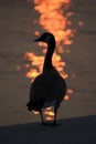 Canadian goose at sunset, lake Ontario Royalty Free Stock Photo