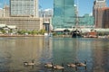 Canadian goose swimming in baltimore maryland inner harbor
