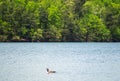 Canadian Goose Swimming on a Lake Royalty Free Stock Photo