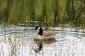 Canadian goose swimming in a lake Royalty Free Stock Photo
