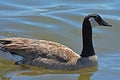 Canadian Goose swimming on Lake Hefner, NW Oklahoma City Royalty Free Stock Photo