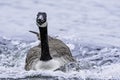 Canadian goose swimming in lake Royalty Free Stock Photo
