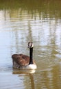 Canadian goose swimming