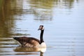 Canadian goose swimming in pond