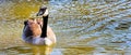 Canadian Goose swimming in the small lake in Oklahoma City, OK Royalty Free Stock Photo