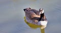 Canadian Goose swimming in the small lake in Oklahoma City, OK Royalty Free Stock Photo