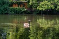 Canadian goose swimming in a small lake Royalty Free Stock Photo