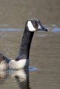 Canadian Goose swimming