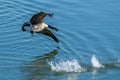 A Canadian Goose swooping down into the water