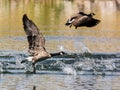 Canadian Goose Taking Off