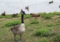 Canadian goose taking a walk along the river bank Royalty Free Stock Photo