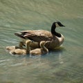 Canadian Goose with three babies. Royalty Free Stock Photo