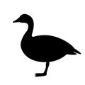 Canadian goose, vector illustration , black silhouette
