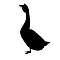 Canadian goose vector illustration, flat style , side Royalty Free Stock Photo