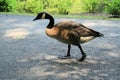 Canadian Goose Walking Royalty Free Stock Photo