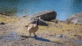A Canadian Goose walking along the shore at low tide in Coal Harbour, Vancouver Royalty Free Stock Photo