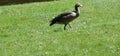 A canadian goose is walking around in the grass with sunny weather