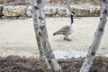 Canadian Goose walking down Gravel Road Royalty Free Stock Photo