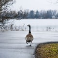 Canadian Goose Walking Down the Road