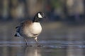 A Canadian goose walking on a frozen lake. Royalty Free Stock Photo