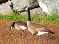 Canadian Goose walking Geese in grass