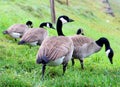 Canadian Goose walking Geese in grass