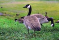 Canadian Goose walking Geese in grass Royalty Free Stock Photo