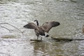 Canada Goose with Wings Spread Royalty Free Stock Photo