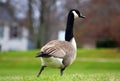 Canadian goose in West Bloomfield Michigan Royalty Free Stock Photo